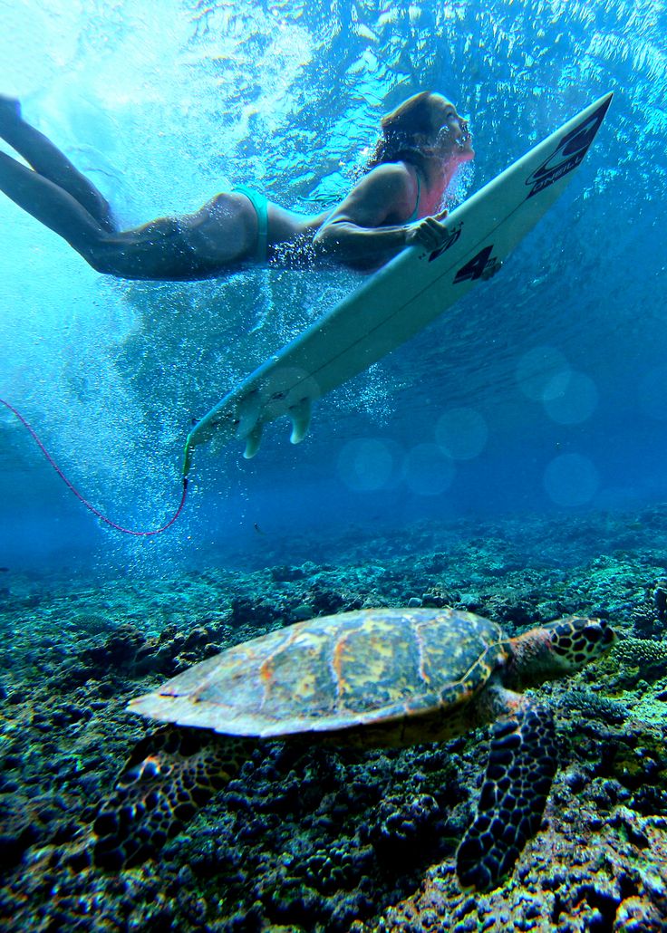 Diving With Green Turtle, Maui, Hawaii
