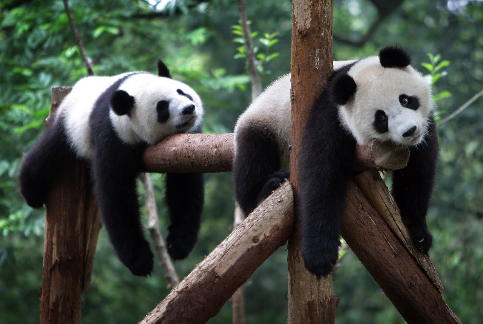 Wolong Panda Center, China