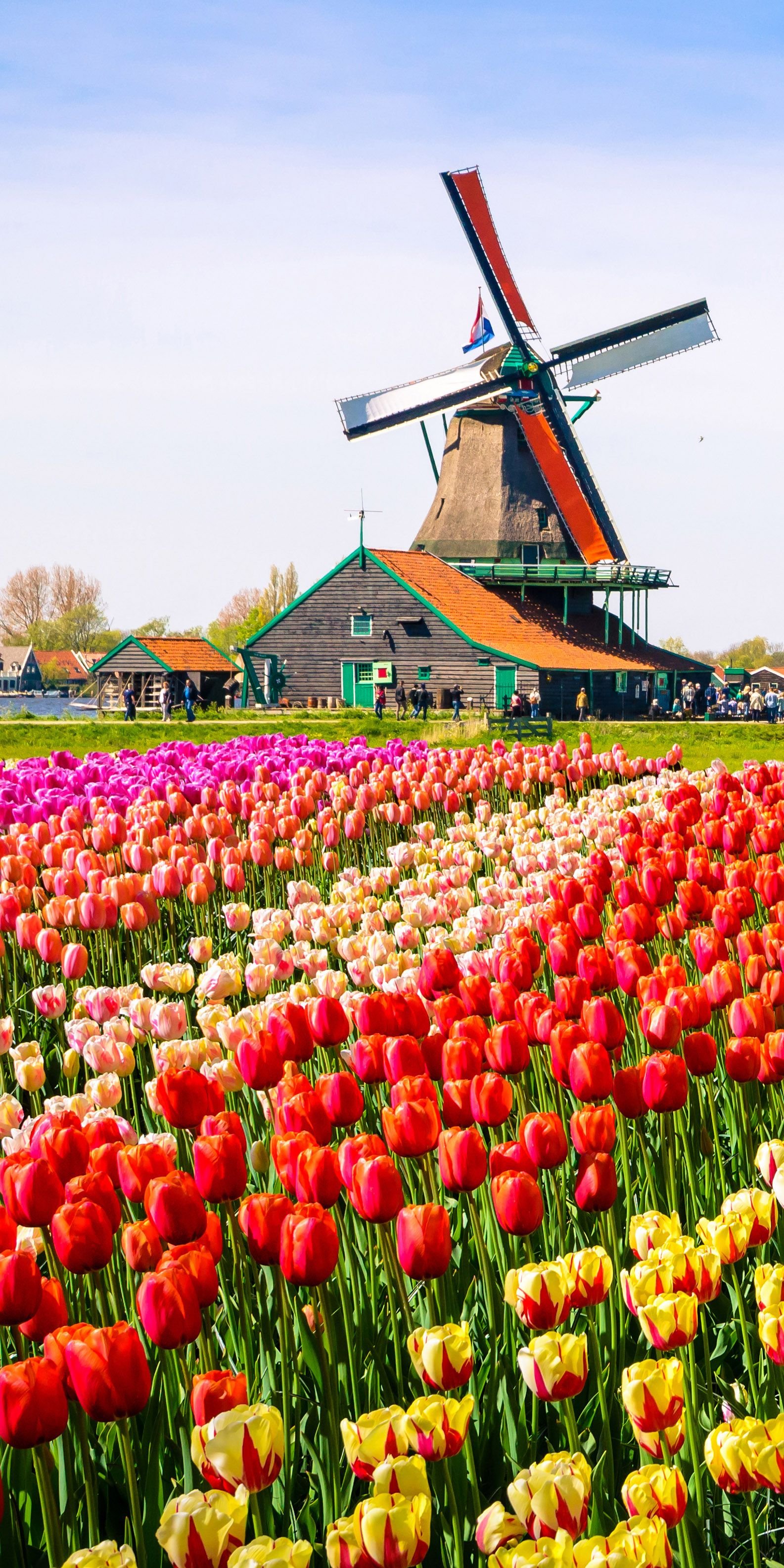 4 Amsterdam Tulip